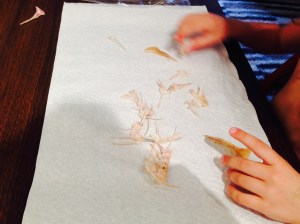 Red snapper bones collected for reconstruction of the skeleton 